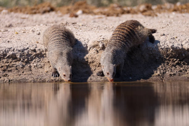 a group of banded mongoose drink at a waterhole