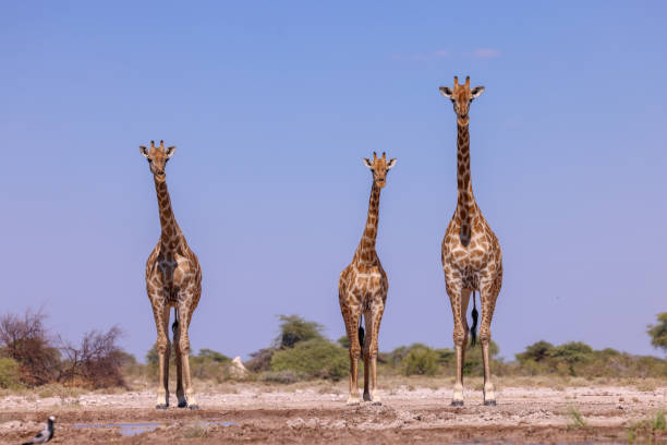istock a group of giraffes at a waterhole in Namibia 2158103885