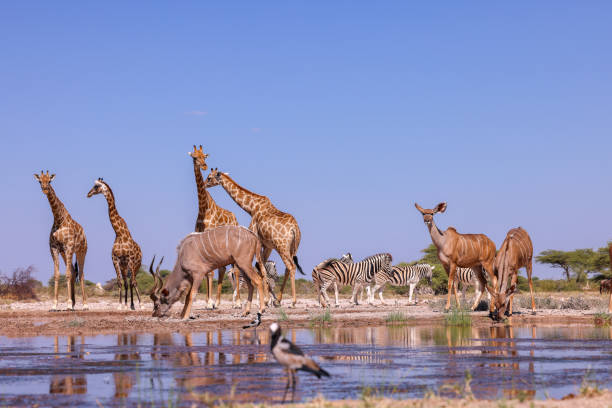 istock many different animals at a waterhole in Etosha NP 2158104017