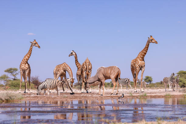istock many different animals at a waterhole in Etosha NP 2158104049