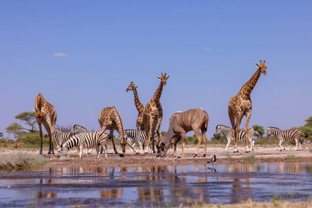istock many different animals at a waterhole in Etosha NP 2158104093
