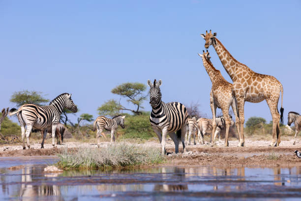 istock animal meeting point at the waterhole 2158104137