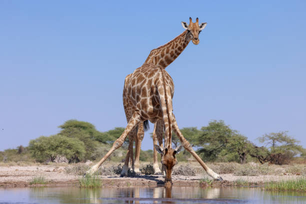 istock drinking giraffes at a waterhole in Namibia 2158104139