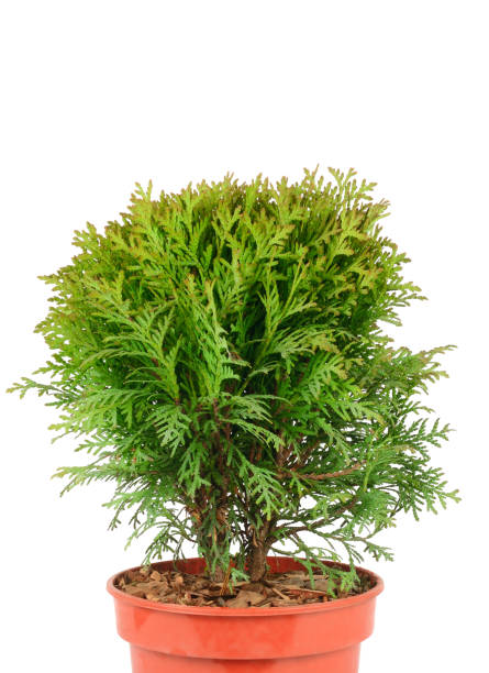 istock Thuja in a flower pot isolated on a white. Free space for text. 2158104454