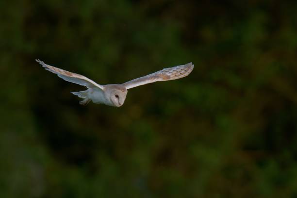 istock Barn owl in flight against a blurred green background 2158105796