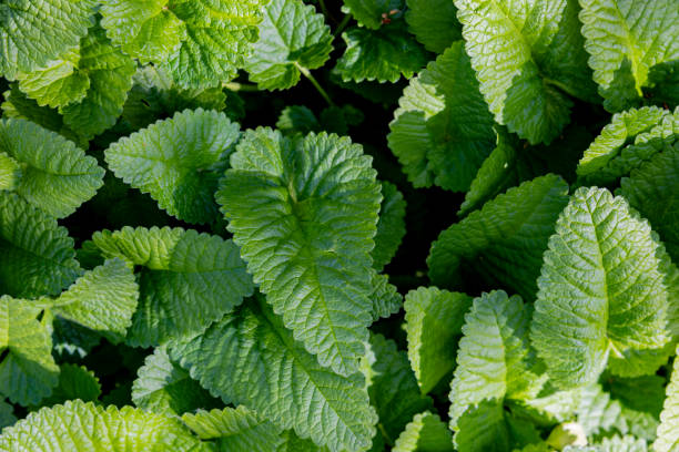 istock Green leaves in summer 2158106297