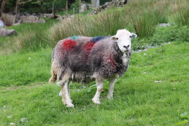 istock Herdwick sheep in a field with dye on its fleece 2158108092