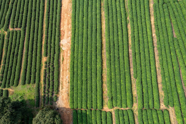 istock Vertical aerial view of tea fields in a tea plantation 2158108787