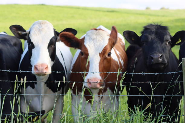Cows in a line staring over a countryside field fence
