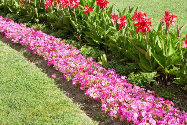 istock Flowerbed with pink flowers and green lawn 2158109701