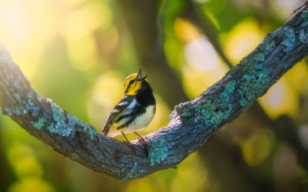 Black Throated Green Warbler on a branch