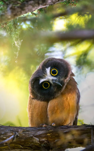 saw whet owlet head tilt sideways