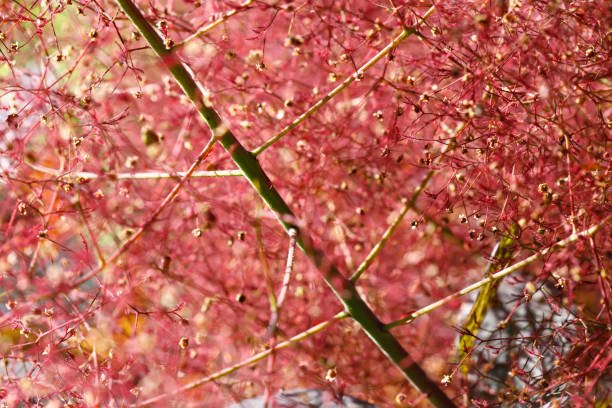 Red wig shrub (Cotinus coggygria) blossom, close-up