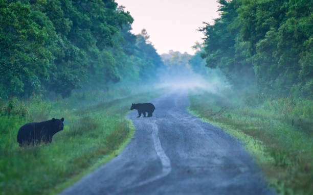 istock two bears in morning fog 2158110492