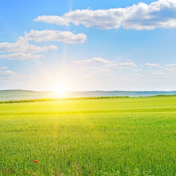 istock Green wheat field and sunrise. 2158110588