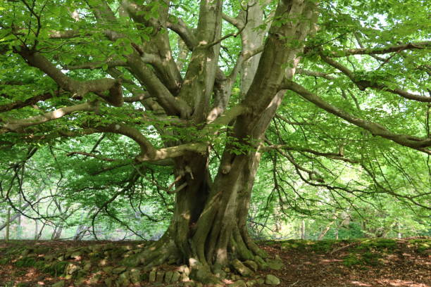 istock Underneath the canopy of a huge ancient beech tree 2158110780