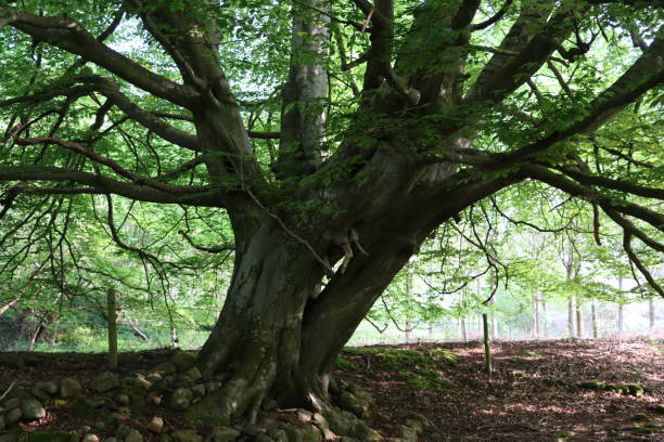 istock Underneath the canopy of a huge ancient beech tree 2158110818