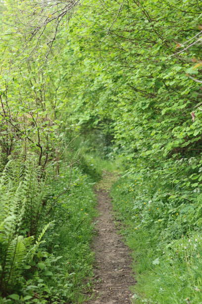 istock Path through a woodland in summer 2158111364