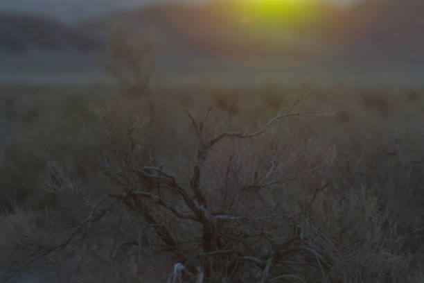Sunshine on sagebrush. Sunset and sun flare over shrub steppe. Beautiful nature background image with copy space and horizontal compositionl. High resolution color photograph with warm colors of yellow and brown. No people in image.