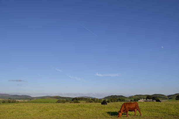 In this photo a serene meadow in Barajevo, Serbia, showcases a lone horse grazing contentedly against a backdrop of rolling hills. The verdant landscape highlights the regions agricultural roots and tranquil atmosphere, where rustic fences and open spaces evoke a timeless pastoral setting. Situated near Belgrade, Barajevo blends country living with proximity to the capital, offering an authentic glimpse of Serbian farm life.