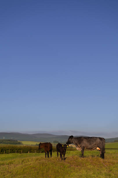 Rust and white cow curious about new black and white calf