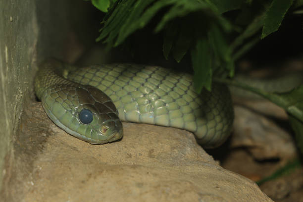 Close-up of a snake with cloudy eyes indicating shedding, showcasing detailed scales and natural habitat background.