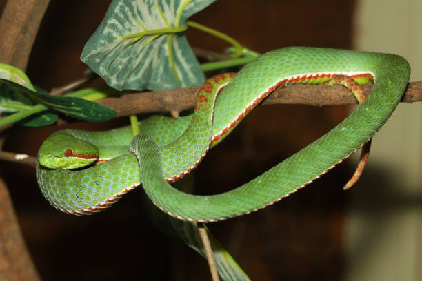 istock The pope green pit viper snake in forest 2158115595