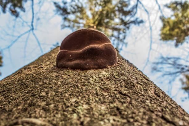 Macro  - Forest - Europe, Romania, Suceava region