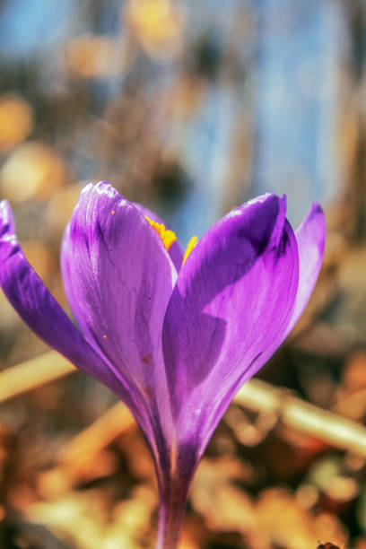 This is a low angle, close up view of purple crocus flowers growing in the grass on a spring day in Central Park, NYC.