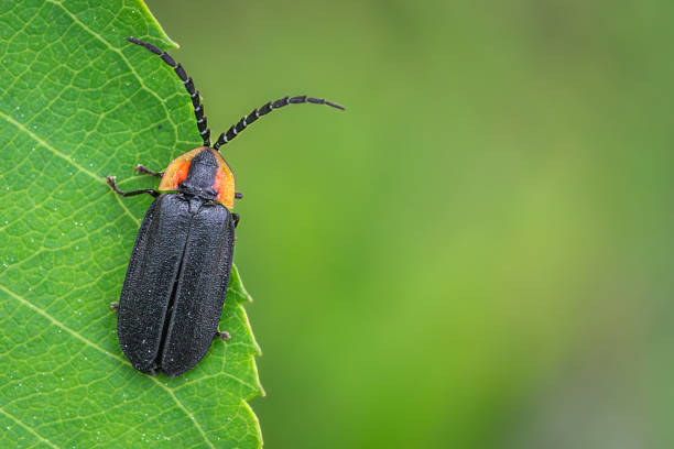 black firefly, (lucitota atra), lampyride noir. - käfer stock-fotos und bilder