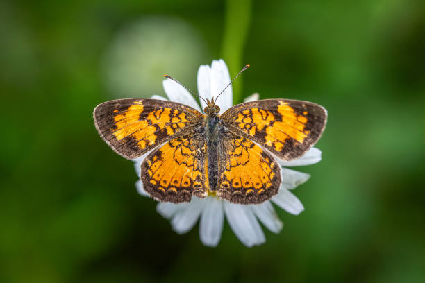 istock Northern crescent butterfly, (Phyciodes cocyta), Papillon croissant nordique. 2158116417
