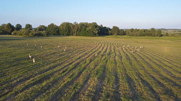 istock Large flock of white storks (Ciconia ciconia) on the summer field. 2158116489