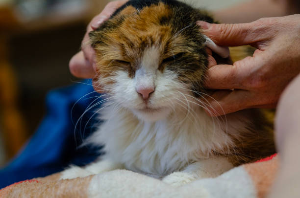 istock Cute cat undergoing medical treatment, close-up 2158116554