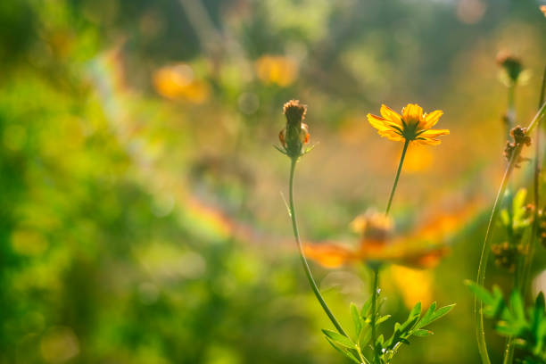Yellow cosmos flower nature spring background