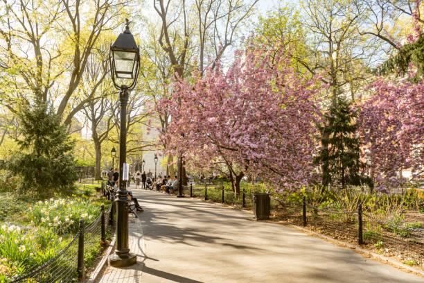 Tree lined sidewalk in Washington Square Park Manhattan NYC during spring time.