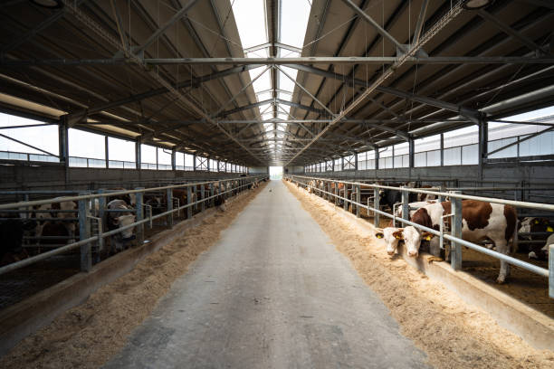 Dairy farm cows indoor in the shed