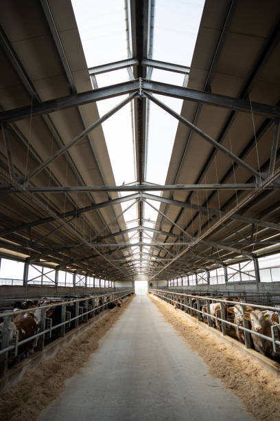 istock Dairy farm cows indoor in the shed 2158117845