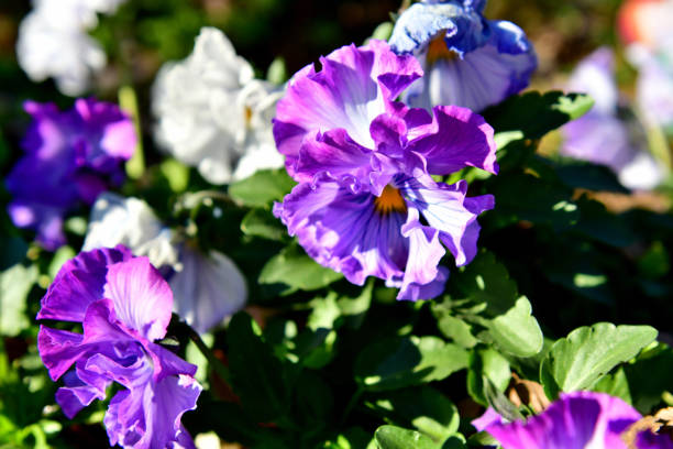 Pansy (Viola x Wittrockiana) is a large-flowered hybrid plant, cultivated as a garden flower.