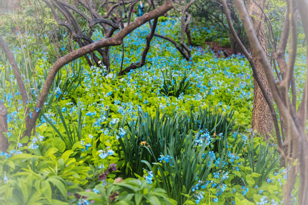 Lush Spring Foliage in Central Park New York City
