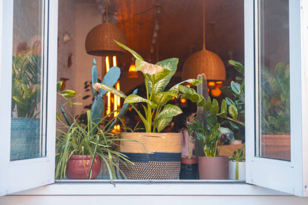 Plants Decorating Open Window in New York City