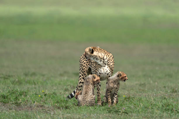 istock mother geopard Acinonyx jubatus searching for prey while looking backwards 2158118256