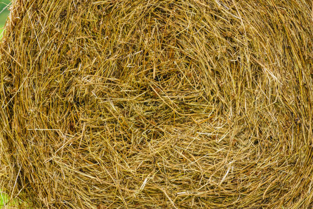 Close-up of dried hay on a blue background. Shallow depth of field.
