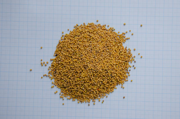 Mustard, Spice, Food, Food and Drink, Mustard Plant