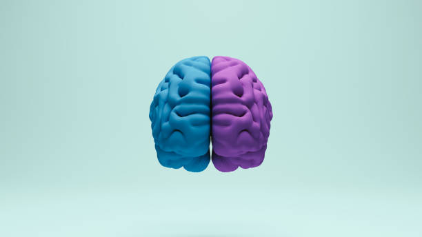 istock Brain human anatomy anatomical study education medical science blue purple front view 2158120181