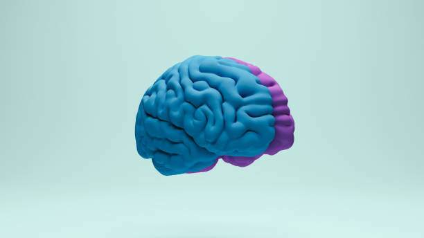 istock Brain human anatomy anatomical study education medical science blue purple front right view 2158120184