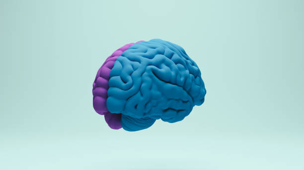 istock Brain human anatomy anatomical study education medical science blue purple rear right view 2158120189