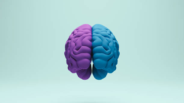 istock Brain human anatomy anatomical study education medical science blue purple rear view 2158120194