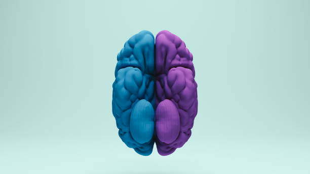 istock Brain human anatomy anatomical study education medical science blue purple bottom view 2158120517
