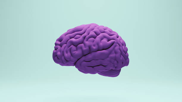 istock Brain human anatomy anatomical study education medical science blue purple left view 2158120532