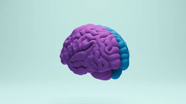 istock Brain human anatomy anatomical study education medical science blue purple rear left view 2158120533